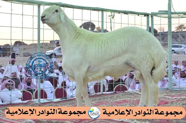 	مزاد مراح النوادر لمالكه الشيخ / عبيد بن زايد العصيمي 2 / 3 / 1435هجري